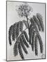 Mimosa Sassa Plant from Abyssinia, from Voyage to Nubia and Abyssinia by Jacopo Bruce, 1792-null-Mounted Giclee Print