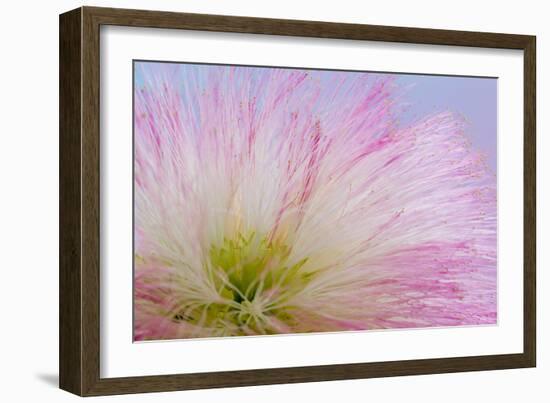 Mimosa Tree Blossom III-Kathy Mahan-Framed Photographic Print