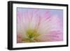 Mimosa Tree Blossom III-Kathy Mahan-Framed Photographic Print