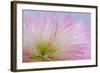 Mimosa Tree Blossom III-Kathy Mahan-Framed Photographic Print