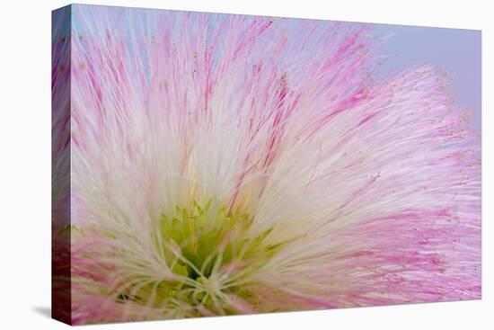 Mimosa Tree Blossom III-Kathy Mahan-Stretched Canvas