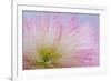 Mimosa Tree Blossom III-Kathy Mahan-Framed Photographic Print