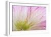 Mimosa Tree Blossom IV-Kathy Mahan-Framed Photographic Print