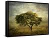 Mimosa Tree-Jessica Jenney-Framed Stretched Canvas