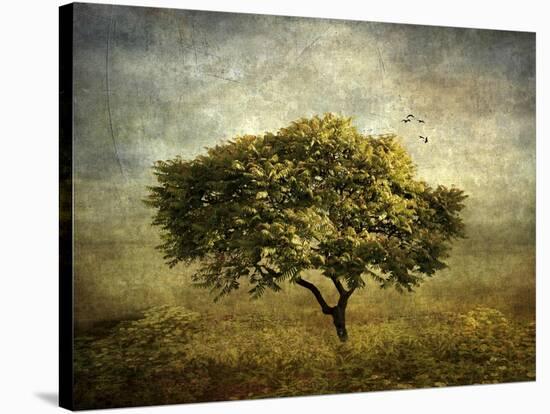 Mimosa Tree-Jessica Jenney-Stretched Canvas