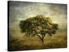Mimosa Tree-Jessica Jenney-Stretched Canvas