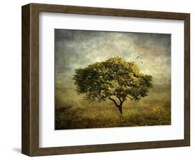 Mimosa Tree-Jessica Jenney-Framed Giclee Print