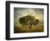 Mimosa Tree-Jessica Jenney-Framed Giclee Print