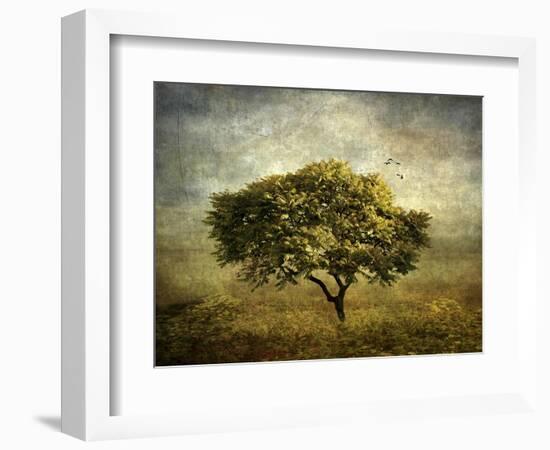 Mimosa Tree-Jessica Jenney-Framed Giclee Print