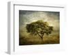 Mimosa Tree-Jessica Jenney-Framed Giclee Print