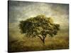 Mimosa Tree-Jessica Jenney-Stretched Canvas