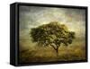 Mimosa Tree-Jessica Jenney-Framed Stretched Canvas