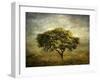 Mimosa Tree-Jessica Jenney-Framed Giclee Print