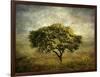 Mimosa Tree-Jessica Jenney-Framed Giclee Print