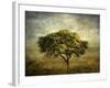 Mimosa Tree-Jessica Jenney-Framed Giclee Print