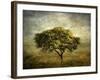 Mimosa Tree-Jessica Jenney-Framed Giclee Print