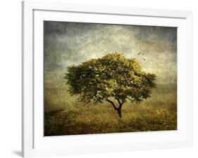 Mimosa Tree-Jessica Jenney-Framed Giclee Print