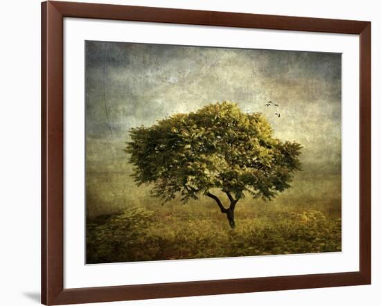 Mimosa Tree-Jessica Jenney-Framed Giclee Print