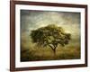 Mimosa Tree-Jessica Jenney-Framed Giclee Print