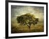 Mimosa Tree-Jessica Jenney-Framed Giclee Print