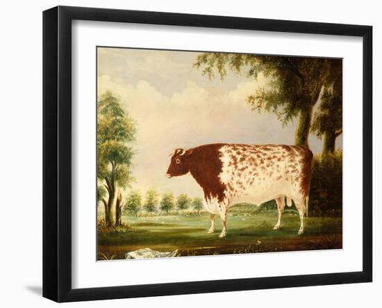 Mina, A Four Year Old Shorthorn Bull, in a Meadow-Thomas Freebairn Wilson-Framed Giclee Print