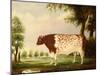 Mina, A Four Year Old Shorthorn Bull, in a Meadow-Thomas Freebairn Wilson-Mounted Giclee Print