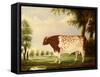 Mina, A Four Year Old Shorthorn Bull, in a Meadow-Thomas Freebairn Wilson-Framed Stretched Canvas