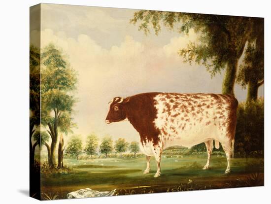 Mina, A Four Year Old Shorthorn Bull, in a Meadow-Thomas Freebairn Wilson-Stretched Canvas