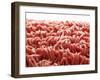 Mince-Kröger & Gross-Framed Photographic Print