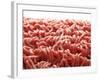 Mince-Kröger & Gross-Framed Photographic Print