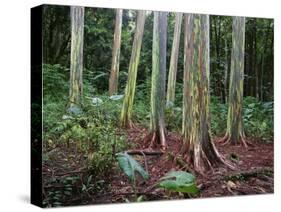 Mindanao Gums-James Randklev-Stretched Canvas