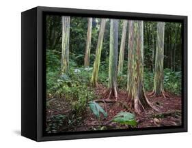 Mindanao Gums-James Randklev-Framed Stretched Canvas
