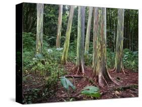 Mindanao Gums-James Randklev-Stretched Canvas