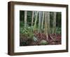 Mindanao Gums-James Randklev-Framed Photographic Print