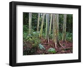 Mindanao Gums-James Randklev-Framed Photographic Print