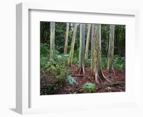 Mindanao Gums-James Randklev-Framed Photographic Print
