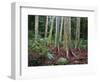 Mindanao Gums-James Randklev-Framed Photographic Print