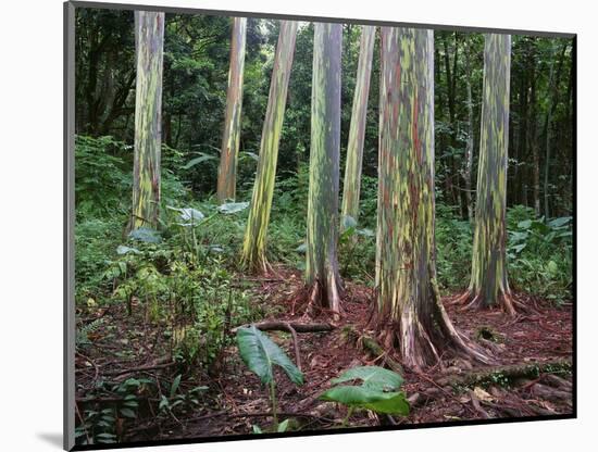 Mindanao Gums-James Randklev-Mounted Photographic Print