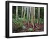 Mindanao Gums-James Randklev-Framed Photographic Print