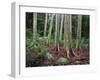 Mindanao Gums-James Randklev-Framed Photographic Print