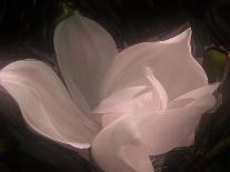 Magnolia-Mindy Sommers-Giclee Print