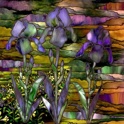 Sunset Irises