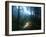 Mineral Park Campground, Mount Baker-Snoqualmie National Forest, Washington-Ethan Welty-Framed Photographic Print