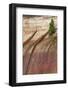 Mineral Seep with Pine Tree Growing, Lake Superior, Pictured Rocks National Lakeshore, Michigan-Judith Zimmerman-Framed Photographic Print