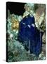 MineralCalendar: Azurite with Malachite. Bisbee, Arizona-null-Stretched Canvas