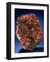 MineralCalendar: Rhodochrosite. South Africa-null-Framed Photographic Print