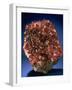 MineralCalendar: Rhodochrosite. South Africa-null-Framed Photographic Print