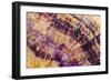 Minerals, Blue John or Derbyshire Spar, from Blue John Cavern-Richard Becker-Framed Photographic Print