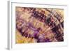 Minerals, Blue John or Derbyshire Spar, from Blue John Cavern-Richard Becker-Framed Photographic Print