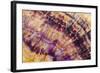 Minerals, Blue John or Derbyshire Spar, from Blue John Cavern-Richard Becker-Framed Photographic Print